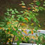 Amelanchier Autumn Brilliance